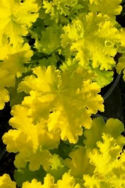 Twist Of Lime Heuchera (Coral Bells ) - 5 Pack Of Quart Pots