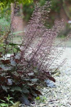 Palace Purple Heuchera (Coral Bells) - 1 Gallon Pot -Wilson Bros Gardens Shop heuchera villosa palace purple coral bells 20