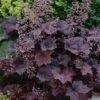 Palace Purple Heuchera (Coral Bells) - 1 Gallon Pot