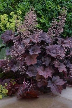 Palace Purple Heuchera (Coral Bells) - 1 Gallon Pot