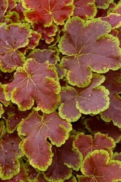 Solar Eclipse Heucherella (Foamy Bells) - 1 Gallon Pot -Wilson Bros Gardens Shop heucherella solar eclipse 1
