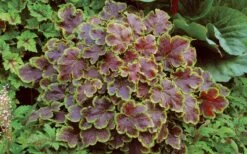 Solar Eclipse Heucherella (Foamy Bells) - 1 Gallon Pot -Wilson Bros Gardens Shop heucherella solar eclipse 3