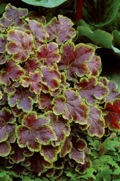 Solar Eclipse Heucherella (Foamy Bells) - 1 Gallon Pot -Wilson Bros Gardens Shop heucherella solar eclipse 4