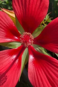 Red Swamp Hardy Hibiscus (Texas Star) - 1 Gallon -Wilson Bros Gardens Shop hibiscus coccineus red swamp texas star 106