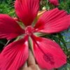 Red Swamp Hardy Hibiscus (Texas Star) - 1 Gallon