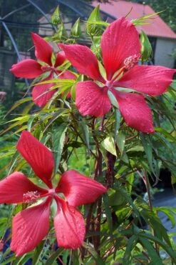 Red Swamp Hardy Hibiscus (Texas Star) - 1 Gallon -Wilson Bros Gardens Shop hibiscus coccineus red swamp texas star 109