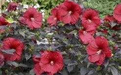 Summerific Holy Grail Hardy Hibiscus (Rose Mallow) - 3 Gallon Pot -Wilson Bros Gardens Shop hibiscus holy grail 800x500 3