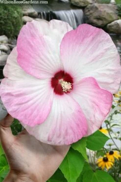 Luna Pink Swirl Hardy Hibiscus - 3 Gallon Pot