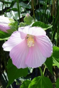 Rose Mallow Hardy Hibiscus (Hibiscus Moscheutos) - 1 Gallon Pot -Wilson Bros Gardens Shop hibiscus mosheutos swamp rose mallow 1 1