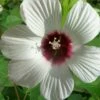 Rose Mallow Hardy Hibiscus (Hibiscus Moscheutos) - 1 Gallon Pot