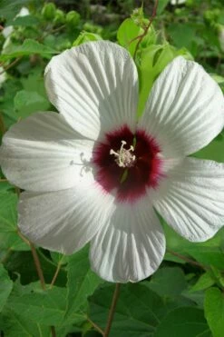 Rose Mallow Hardy Hibiscus (Hibiscus Moscheutos) - 1 Gallon Pot