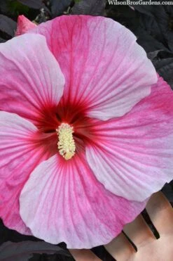 Starry Night Hardy Hibiscus (Rose Mallow) - 1 Gallon Pot -Wilson Bros Gardens Shop hibiscus starry night rose mallow 2