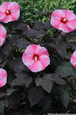 Starry Night Hardy Hibiscus (Rose Mallow) - 1 Gallon Pot -Wilson Bros Gardens Shop hibiscus starry night rose mallow 4