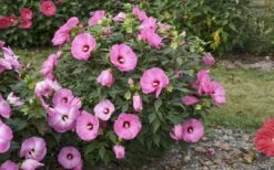 Summerific Candy Crush Hibiscus (Rose Mallow) - 1 Gallon Pot -Wilson Bros Gardens Shop hibiscus summerific candy crush 13