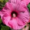 Summerific Candy Crush Hibiscus (Rose Mallow) - 1 Gallon Pot