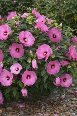 Summerific Candy Crush Hibiscus (Rose Mallow) - 1 Gallon Pot -Wilson Bros Gardens Shop hibiscus summerific candy crush 9