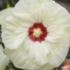 Summerific French Vanilla Hibiscus (Rose Mallow) - 1 Gallon Pot