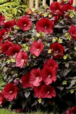 Summerific Holy Grail Hardy Hibiscus (Rose Mallow) - 3 Gallon Pot -Wilson Bros Gardens Shop hibiscus summerific holy grail rose mallow 5 2