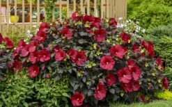 Summerific Holy Grail Hardy Hibiscus (Rose Mallow) - 1 Gallon Pot -Wilson Bros Gardens Shop hibiscus summerific holy grail rose mallow 6