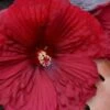 Summerific Holy Grail Hardy Hibiscus (Rose Mallow) - 2 Gallon Pot