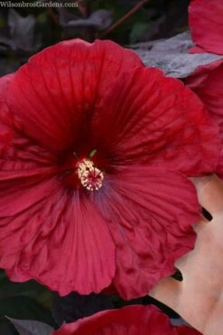 Summerific Holy Grail Hardy Hibiscus (Rose Mallow) - 2 Gallon Pot