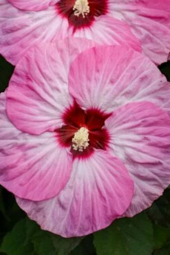 Summerific Spinderella Hibiscus (Rose Mallow) - 2 Gallon Pot