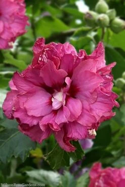 Boule De Feu Rose Of Sharon (Hibiscus Syriacus) - 5 Gallon Pot -Wilson Bros Gardens Shop hibiscus syriacus boule de feu rose of sharon 3