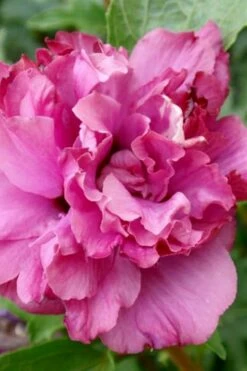 Boule De Feu Rose Of Sharon (Hibiscus Syriacus) - 5 Gallon Pot