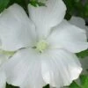 Diana White Rose Of Sharon (Althea) - Hibiscus Syriacus - 1 Gallon Pot