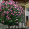 Lucy Rose Of Sharon (Single Trunk Tree) - 7 Gallon Pot (3-4')