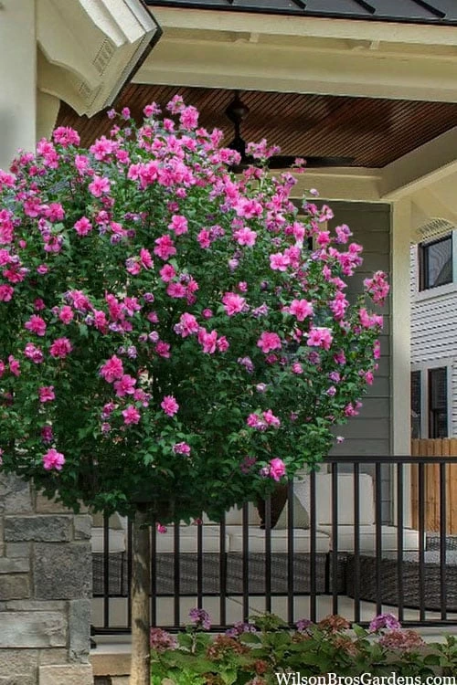 Lucy Rose Of Sharon (Single Trunk Tree) - 7 Gallon Pot (3-4') 1 Lucy Rose Of Sharon (Single Trunk Tree) - 7 Gallon Pot (3-4')