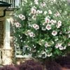 Morning Star Rose Of Sharon (Single Trunk Tree) - 7 Gallon Pot (3-4')