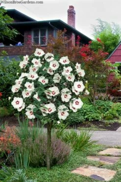 Red Heart Rose Of Sharon (Single Trunk Tree) - 5 Gallon Pot -Wilson Bros Gardens Shop hibiscus syriacus red heart rose of sharon tree 1