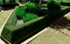 Bordeaux Dwarf Yaupon Holly - 3 Gallon Pot -Wilson Bros Gardens Shop holly bordeaux 12 1