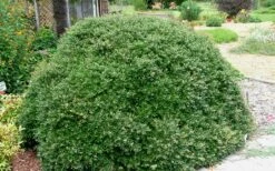 Bordeaux Dwarf Yaupon Holly - 3 Gallon Pot -Wilson Bros Gardens Shop holly bordeaux 13 1