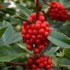 Wirt L. Winn Holly (Ilex X Koehneana) - 3 Gallon Pot