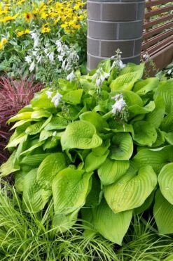 August Moon Hosta Lily - 1 Gallon Pot -Wilson Bros Gardens Shop hosta august moon 2 500x750 1