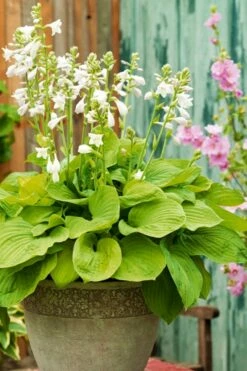 August Moon Hosta Lily - 1 Gallon Pot -Wilson Bros Gardens Shop hosta lily august moon 20
