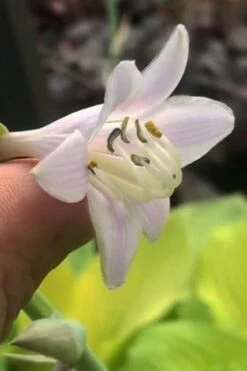 August Moon Hosta Lily - 1 Gallon Pot -Wilson Bros Gardens Shop hosta lily august moon 22