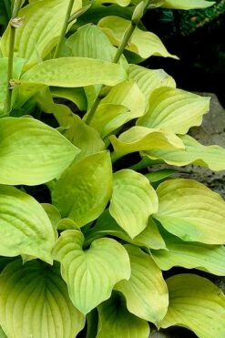 August Moon Hosta Lily - 1 Gallon Pot