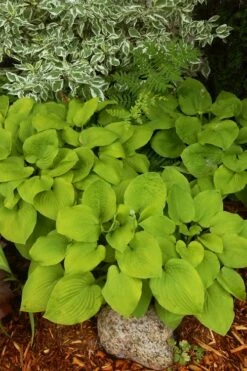 August Moon Hosta Lily - 1 Gallon Pot -Wilson Bros Gardens Shop hosta lily august moon 24