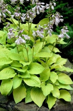 August Moon Hosta Lily - 1 Gallon Pot -Wilson Bros Gardens Shop hosta lily august moon 25