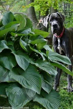 Empress Wu Giant Hosta Lily - 2 Gallon Pot -Wilson Bros Gardens Shop hosta lily empress wu 205 1