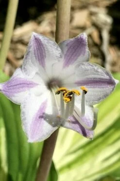 Lakeside Paisley Print Hosta Lily - 1 Gallon Pot -Wilson Bros Gardens Shop hosta lily paisley print 11