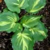 Lakeside Paisley Print Hosta Lily - 1 Gallon Pot
