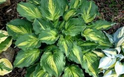 Lakeside Paisley Print Hosta Lily - 1 Gallon Pot -Wilson Bros Gardens Shop hosta lily paisley print 14
