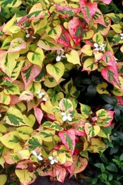 Chameleon Plant (Houttuynia Cordata) - 1 Gallon Pot