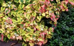 Chameleon Plant (Houttuynia Cordata) - 1 Gallon Pot -Wilson Bros Gardens Shop houttuynia cordata chameleon plant 3