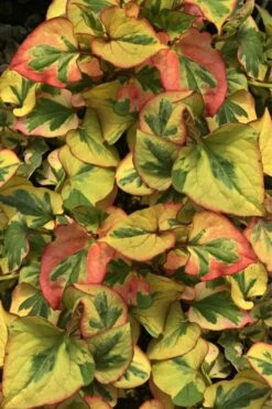 Chameleon Plant (Houttuynia Cordata) - 1 Gallon Pot -Wilson Bros Gardens Shop houttuynia cordata chameleon plant 4