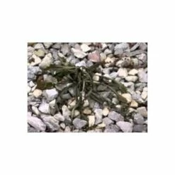 Red Dragon; 400,000 BTU Torch Kit 10 Red Dragon; 400,000 BTU Torch Kit -Wilson Bros Gardens Shop hqdefault 12 1